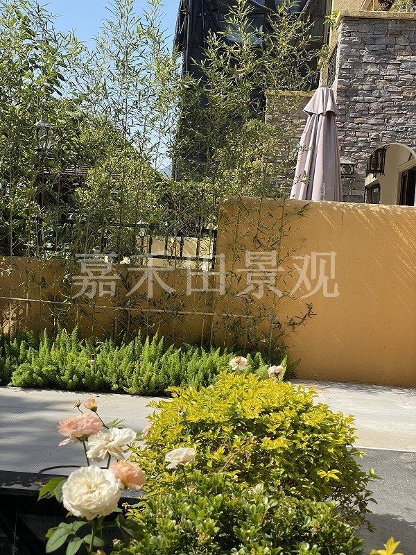 在設計別墅花園時如何養(yǎng)好菊花？